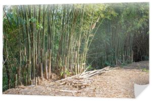 Bambusowy gaj natura