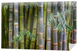Wzór z gałęzi świeży zielony bambus