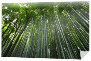 Arashiyama gaje bambusowe 