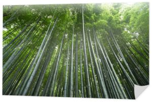Las bambusowy gaj