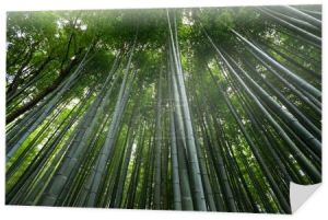 Zieleni Las bambusowy