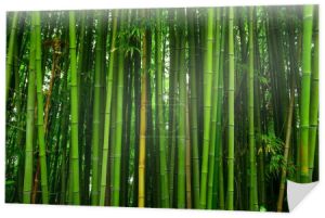 Bambus piękne tekstury tła. Rośliny zielone Azjatka z dżungli.