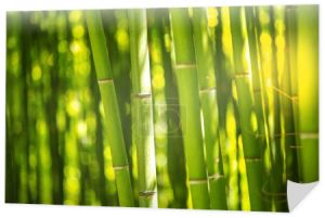 Plantacja bambusa, zielone bambusowe tło ogrodzenia, tekstura bambusa