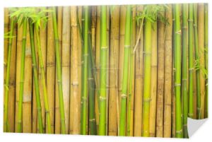 bambusowe drzewa ściany dla naturalnego tła