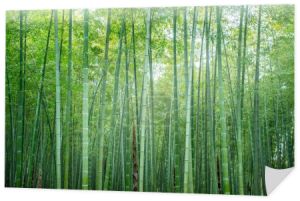 Słońce i zielony las bambusowy