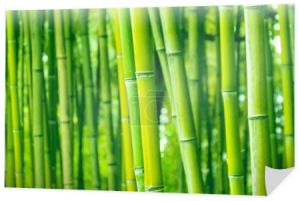 Bambusowy las i zarośla, pnie zamykają zieloną eko fakturę