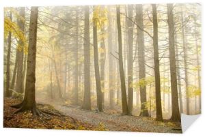 Późnojesienna ścieżka prowadząca przez las w gęstej mgle