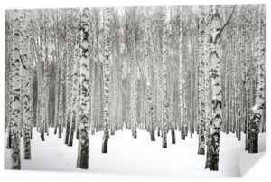 Zimowy las brzozowy