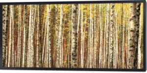 jesienna panorama krajobrazu lasu brzozowego