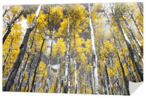 Złoto-żółty las jesiennych drzew osikowych w czarno-białym krajobrazie Gór Skalistych w Kolorado