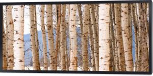 Podstawka drzew w grupie Aspen drzewo krajobraz biały zimową sezon