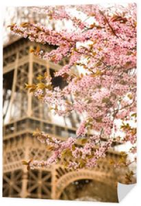 Wiosna w Paryżu. Kwitnąca wiśnia i Wieża Eiffla