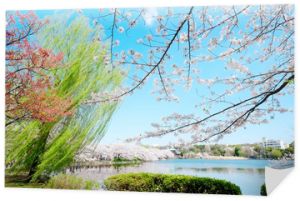 Piękna sceneria z czerwonym liściem, zielona wierzba, kwiat sakura, czysty staw i jasne, żywe błękitne niebo w sezonie wiosennych kwiatów wiśni, Tokio, Japonia