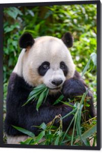 Słodka panda jedząca liście bambusa