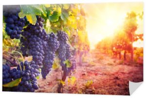 winnica z dojrzałymi winogronami na wsi o zachodzie słońca