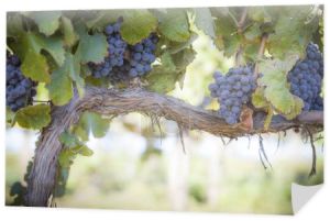 bujny, dojrzałe winogrona na winorośli
