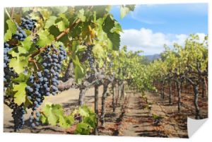 winogrona na winorośli w napa valley w Kalifornii