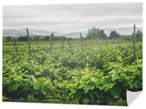 pięknych zielonych winnic z góry na tle w Gruzji 