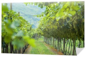 Letnia winnica w północnych Włoszech