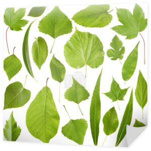 zielone liście odizolowane na białym
