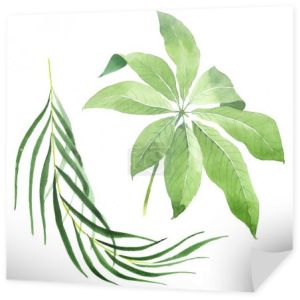 Egzotyczne tropikalne hawajskie zielone liście palmowe na białym tle. Zestaw tła akwarelowego. 