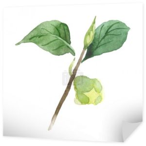 Pączek Kamelia z zielonymi listwami wyizolowanymi na biało. Zestaw tła akwarelowego.