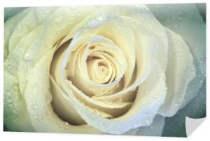 Piękny kwiat róży z kroplami wody