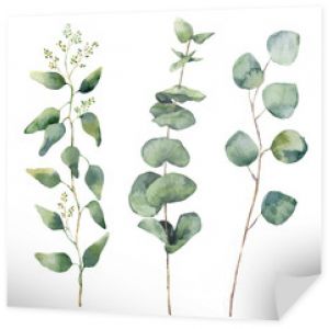 Akwarela eukaliptusa okrągły zestaw liści i gałęzi. Ręcznie malowane elementy eukaliptusowe dla dzieci, nasiona i srebrny dolar. Ilustracja kwiatowy na białym tle. Do projektowania i tekstyliów.