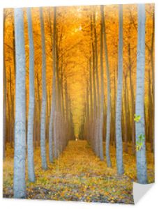 Tunel drzewny - rzędy topoli złotożółte kolory jesieni