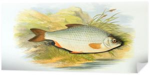 Ilustracja ryb. płoć