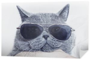 Zabawny pysk szarego kota w okularach przeciwsłonecznych