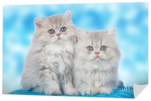 Dwa urocze dzieci perskie koty na niebieskim tle
