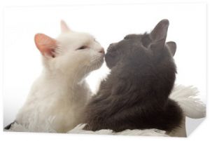 dwa całujące się koty
