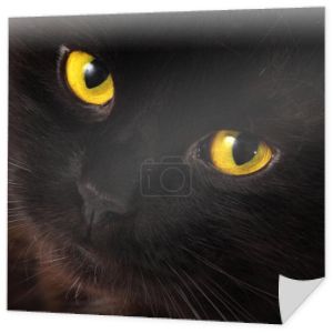 czarny kot, patrząc na jasne żółte oczy