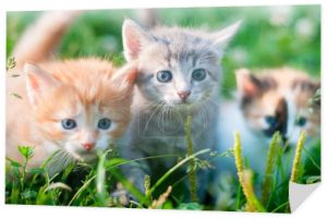 Trzy kociaki o różnych kolorach na trawie