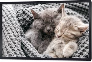 Para uroczych kociąt w miłości śpi na szarym miękkim dzianinie koc. Koty śpiące na łóżku mają słodkie sny. Feline kocha przyjaźń w walentynki. Wygodne zwierzęta śpią w przytulnym domu. Długi baner