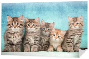 Syberyjskie koty i kocięta na pięknym neutralnym tle idealnym dla pocztówek