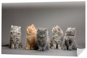 A group of fluffy cute multi-colored kittens on a gray background, a group of gray, red and spotted kittens coloring stand on a gray background and pose for the camera, copyspace, gray background.