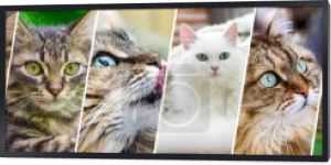 Sztandar dla kotów. Kolaż z banerami do projektowania stron internetowych