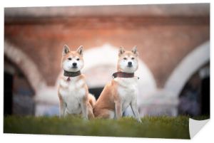 Dwa psy rasy shiba inu - portret