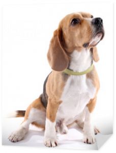 Pies rasy Beagle na białym tle