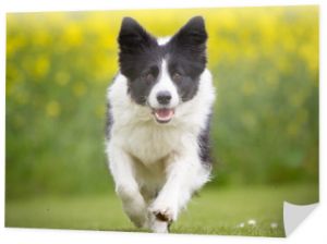 Szczęśliwy i uśmiechnięty biegający pies rasy Border Collie