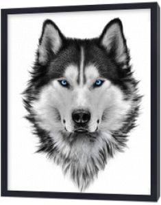 Ilustracja portret siberian husky, niebieskie oczy, włosy i grzywa, pewny siebie pies, bojowy wygląd. Rysunek odręczny.