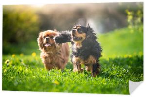 Dwa psy rasy Cavalier King Charles Spaniel na wiosennym spacerze 