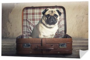 Pies w walizce