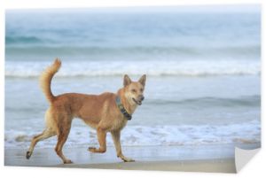 pies, zwierzak biegający na plaży morskiej