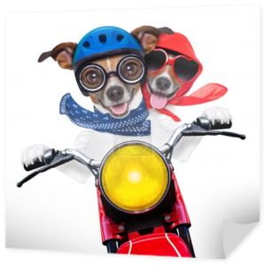 motocykl para psów