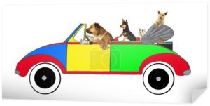 psy i koty jazdy w samochodzie