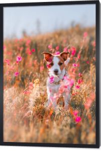 Pies w kwiaty Jack Russell Terrier