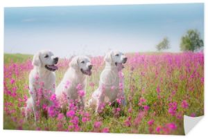Golden Retriever pies w kwiaty